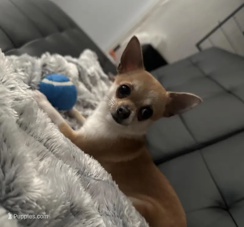 Bean – Chihuahua puppy for sale in Bakersfield, CA