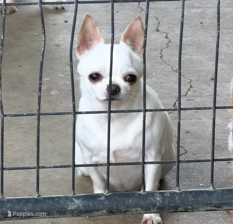 Bruna – Chihuahua puppy for sale in Bakersfield, CA