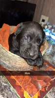 Elvis , a male Labrador Retriever for sale in Terre Haute, IN – 5 of 6