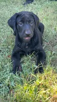 Dolly, a female Labrador Retriever for sale in Terre Haute, IN – 2 of 7