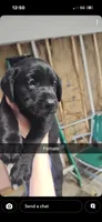 Dolly, a female Labrador Retriever for sale in Terre Haute, IN – 6 of 7