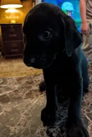 Maverick , a male Labrador Retriever for sale in Terre Haute, IN – 7 of 7