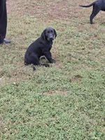 Elvis , a male Labrador Retriever for sale in Terre Haute, IN – 3 of 6