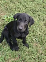 Johnny, a male Labrador Retriever for sale in Terre Haute, IN – 6 of 6