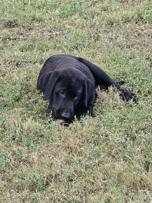 Maverick  – Labrador Retriever puppy for sale in Terre Haute, IN