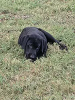 Maverick , a male Labrador Retriever for sale in Terre Haute, IN – 1 of 7