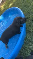 Maverick , a male Labrador Retriever for sale in Terre Haute, IN – 3 of 7