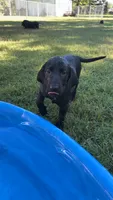Elvis , a male Labrador Retriever for sale in Terre Haute, IN – 2 of 6