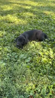 Maverick , a male Labrador Retriever for sale in Terre Haute, IN – 4 of 7