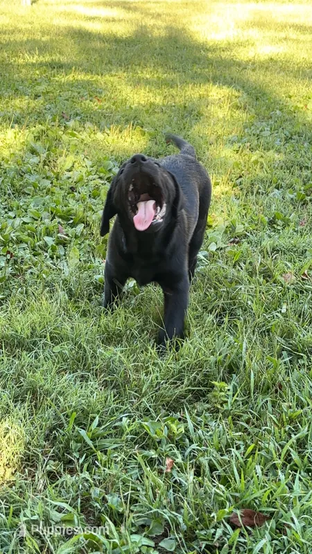 Elvis  – Labrador Retriever puppy for sale in Terre Haute, IN