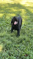 Elvis , a male Labrador Retriever for sale in Terre Haute, IN – 1 of 6