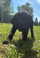 Dolly, a female Labrador Retriever for sale in Terre Haute, IN – 3 of 7