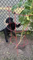 Cash, a male Labrador Retriever for sale in Terre Haute, IN – 2 of 7