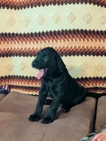June , a female Labrador Retriever for sale in Terre Haute, IN – 3 of 9