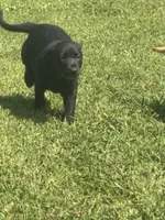 June , a female Labrador Retriever for sale in Terre Haute, IN – 7 of 9