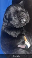 Dolly, a female Labrador Retriever for sale in Terre Haute, IN – 7 of 7