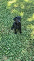 June , a female Labrador Retriever for sale in Terre Haute, IN – 2 of 9