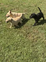 Maverick , a male Labrador Retriever for sale in Terre Haute, IN – 5 of 7