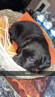 Cash, a male Labrador Retriever for sale in Terre Haute, IN – 7 of 7