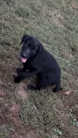 Johnny, a male Labrador Retriever for sale in Terre Haute, IN – 2 of 6