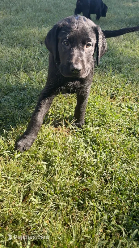 Johnny – Labrador Retriever puppy for sale in Terre Haute, IN