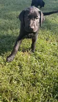 Johnny, a male Labrador Retriever for sale in Terre Haute, IN – 1 of 6