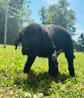 Elvis , a male Labrador Retriever for sale in Terre Haute, IN – 4 of 6