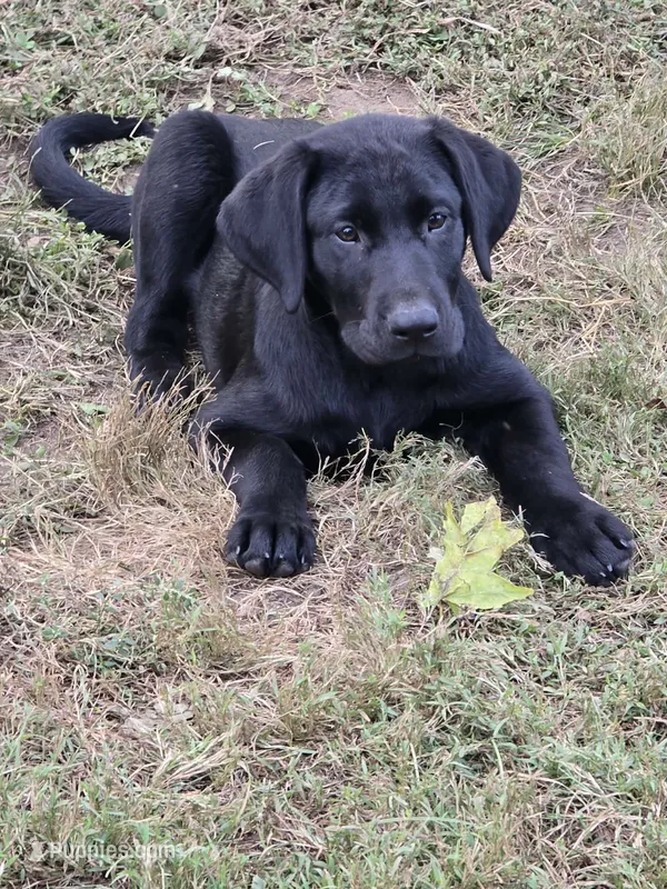 Cash – Labrador Retriever puppy for sale in Terre Haute, IN