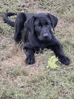 Cash, a male Labrador Retriever for sale in Terre Haute, IN – 1 of 7