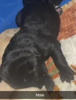 Elvis , a male Labrador Retriever for sale in Terre Haute, IN – 6 of 6