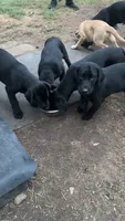 Cash, a male Labrador Retriever for sale in Terre Haute, IN – 5 of 7