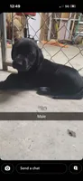 Cash, a male Labrador Retriever for sale in Terre Haute, IN – 4 of 7
