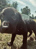 June , a female Labrador Retriever for sale in Terre Haute, IN – 4 of 9