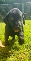Johnny, a male Labrador Retriever for sale in Terre Haute, IN – 5 of 6