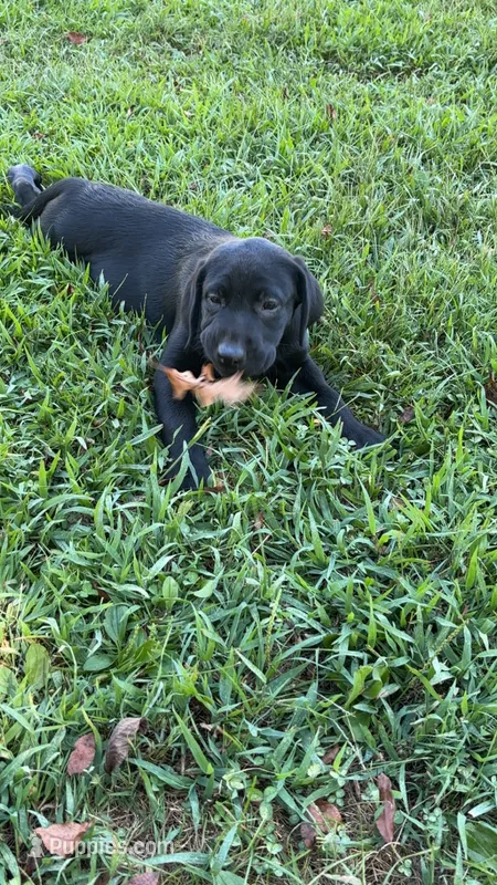 June  – Labrador Retriever puppy for sale in Terre Haute, IN