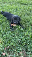 June , a female Labrador Retriever for sale in Terre Haute, IN – 1 of 9