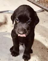 June , a female Labrador Retriever for sale in Terre Haute, IN – 6 of 9