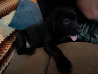 June , a female Labrador Retriever for sale in Terre Haute, IN – 5 of 9