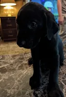 Dolly, a female Labrador Retriever for sale in Terre Haute, IN – 4 of 7