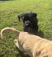 Cash, a male Labrador Retriever for sale in Terre Haute, IN – 6 of 7