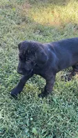Cash, a male Labrador Retriever for sale in Terre Haute, IN – 3 of 7