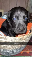 Dolly, a female Labrador Retriever for sale in Terre Haute, IN – 5 of 7