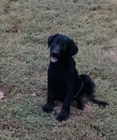 Maverick , a male Labrador Retriever for sale in Terre Haute, IN – 2 of 7