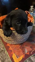 June , a female Labrador Retriever for sale in Terre Haute, IN – 8 of 9
