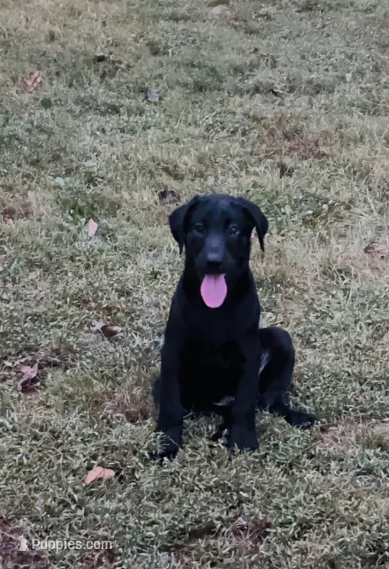 Dolly – Labrador Retriever puppy for sale in Terre Haute, IN