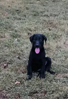 Dolly, a female Labrador Retriever for sale in Terre Haute, IN – 1 of 7