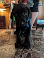 Johnny, a male Labrador Retriever for sale in Terre Haute, IN – 3 of 6