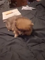 Boy, a male Pomeranian for sale in Kankakee, IL – 4 of 5