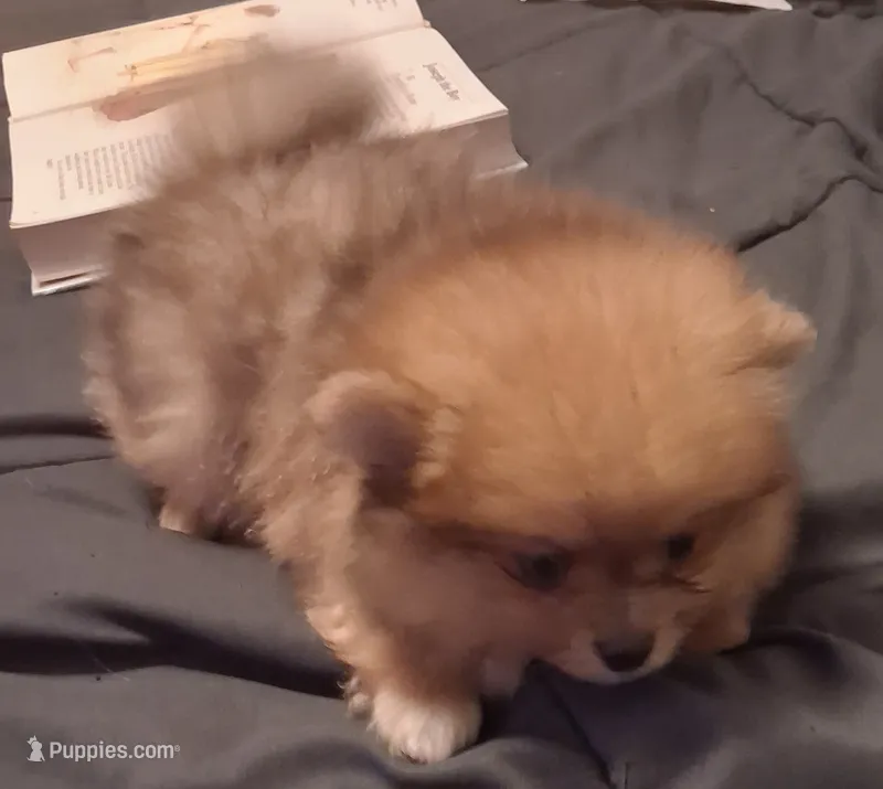 Boy – Pomeranian puppy for sale in Kankakee, IL