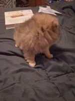 Boy, a male Pomeranian for sale in Kankakee, IL – 5 of 5